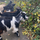 African pygmy goats