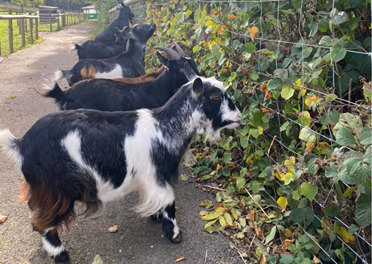 African pygmy goats
