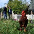 Chicken smallholding