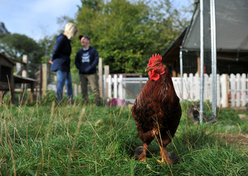 Chicken smallholding