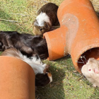 Guinea pig sponsorship