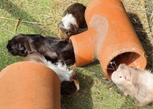 Guinea pig sponsorship
