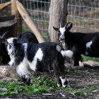 Pygmy goats