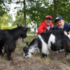 Pygmy goats with clients