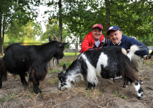 Pygmy goats with clients