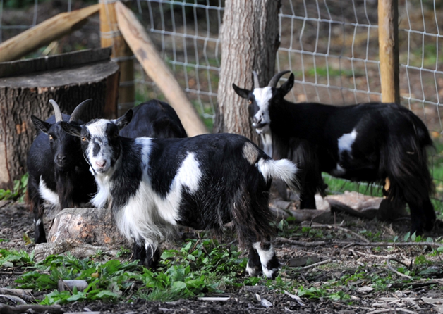Pygmy goats