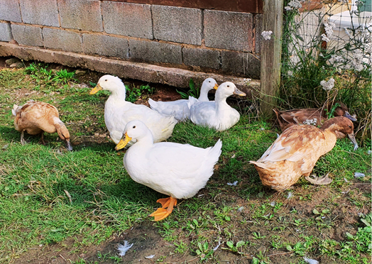 Sponsor a duck Sponsor a duck