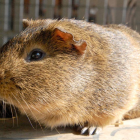 Sponsor a guinea pig