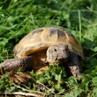 Sponsor a tortoise