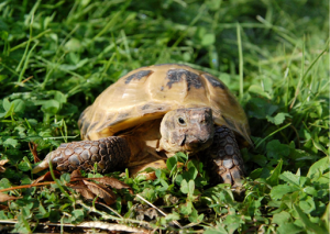 Sponsor a tortoise