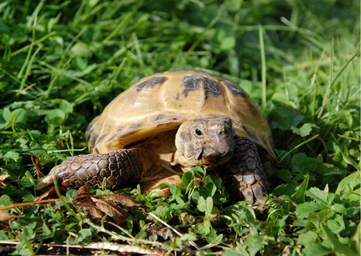 Sponsor a tortoise Sponsor a tortoise