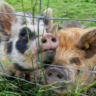 Kunekune pigs Rosie and Peaches