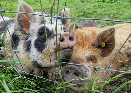 Kunekune pigs Rosie and Peaches Kunekune pigs Rosie and Peaches