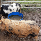 Orchard Trust Kunekune pigs