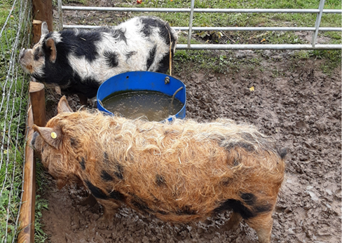 Orchard Trust Kunekune pigs