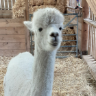 Alpacas