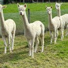 Alpacas