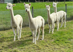 Alpacas