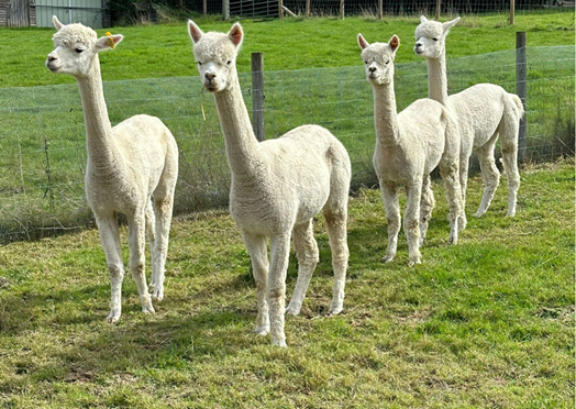 Alpacas Alpacas